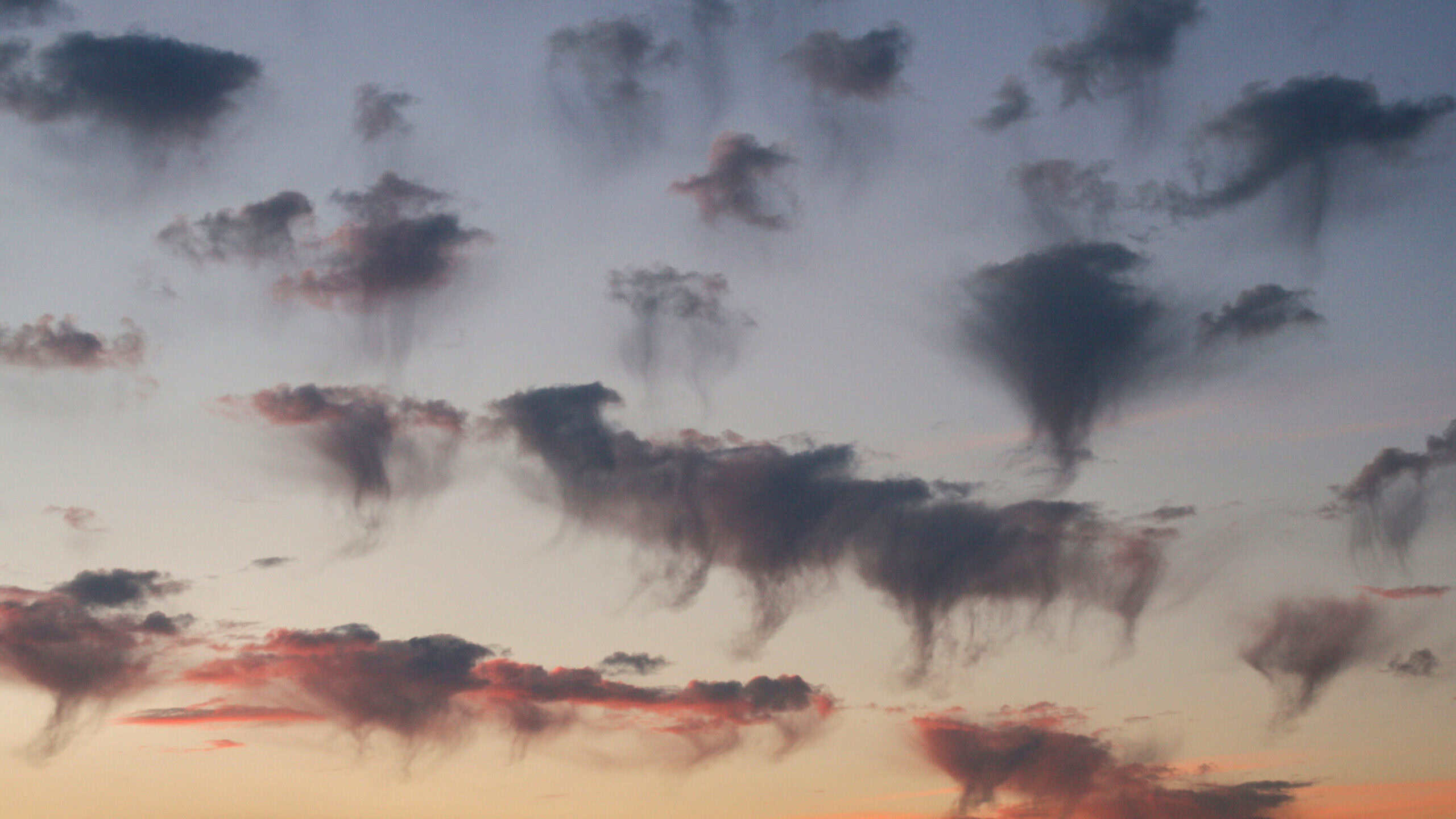 Virga rain shafts evaporating before reaching the ground — the dry microburst signature every thunderstorm avoidance routine must recognize