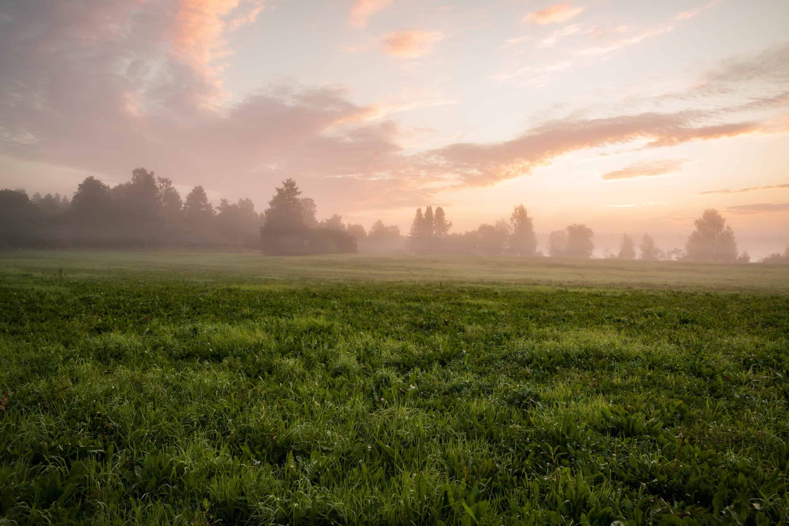 Radiation fog formation over a low meadow at dawn